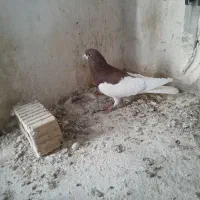 کبوتر فروشی