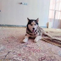 سگ هاسگی نر