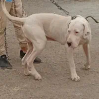 بوولی کووتا(بوولی پاکستان