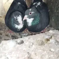 بعله کفتر ۱۸ تایی