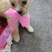 پامرانین|سگ|عجب شیر, |دیوار