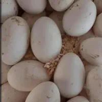تخم قوغاز نطفه دار