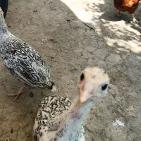بوقلمون نیمچه