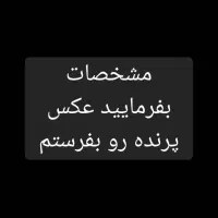 طوطی عروس هلندی پیدا شده