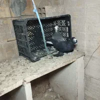 کبوتر های سالم|پرنده|تبریز, |دیوار