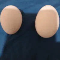 تخم غوغازاکرانی نطفه دار