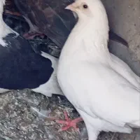 کبوتر نر