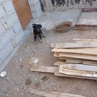 توله سرابی اصیل ماده|سگ|خلخال, |دیوار