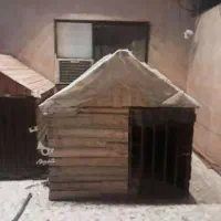 خونه ی سگه نژاد بزرگ