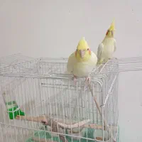 عروس هلندی لوتیانو جفت