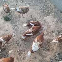 گله بوقلمون بوربون|حیوانات مزرعه|مشهد, شهرک صنعتی مشهد|دیوار