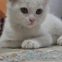 گربه اسکاتیش ـ آنکارا (نژاد دار)