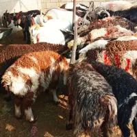 گوسفند بره کهره شهرک صنعتی|حیوانات مزرعه|شیراز, شهرک صنعتی شیراز|دیوار