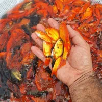 ماهی قرمز حدود ۳ بند|ماهی|سنگر, |دیوار