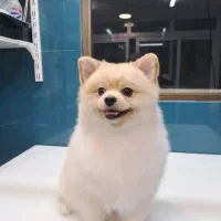 پامرین خرسی اصلی