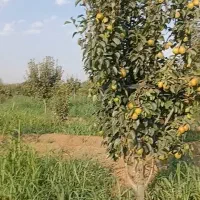 نیازمند باغبان حرفه ای شراکت|خدمات باغبانی و درختکاری|قزوین, |دیوار