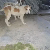 توله سگ الابای