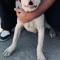 سگ پیت بول|سگ|اسلامشهر, شهرک احمدیه|دیوار