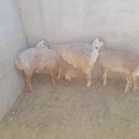 بره نر جمعی
