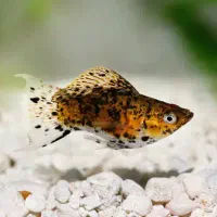 مولی و غذای زنده (دافنی