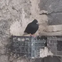 کبوتر رنگی|پرنده|اسفراین, |دیوار