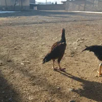 خروس لاری|حیوانات مزرعه|مشهد, یاس|دیوار