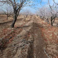 هرس و‌ پاکنی انواع درخت