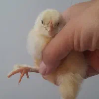 جوجه برهما و بوقلمون