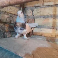 کبوتر رنگی|پرنده|لنجان, |دیوار