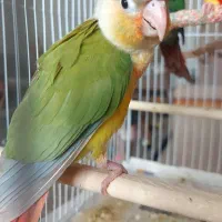 گرینچیک ۳ ماهه آناناسی