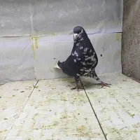 قیمت مناسب خوشرنگ.افشون.یال.دمسفید.