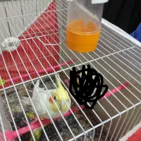 عروس هلندی