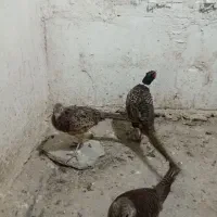 مرغ و خروس زینتی|حیوانات مزرعه|تهران, هفده شهریور|دیوار