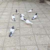 کفتر کله دار