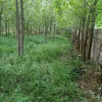 فروش درخت صنوبر