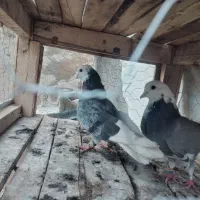 کفتر|پرنده|اسلام‌‌آباد غرب, |دیوار