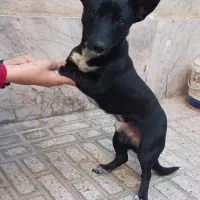 سگ پا کوتاه نگهبان فروش فوری