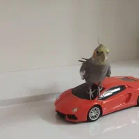 عروس هلندی|حیوانات|کرمانشاه, |دیوار