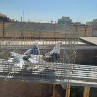 کبوتر|پرنده|قم, دروازه چوبی|دیوار