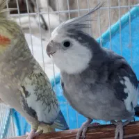 جفت عروس هلندی بالغ