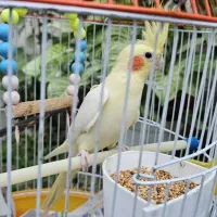 پرنده عروس هلندی