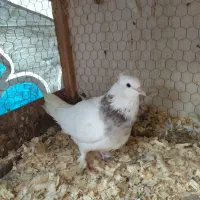 فروش کبوتر طوقی|پرنده|لاهیجان, کوی زمانی|دیوار