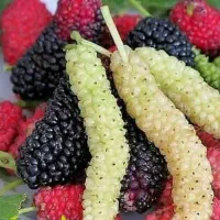 پیش فروش نهال توت موزی