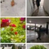 سم پاشی وحرس کاری و قلمه زدن و تعوز خاک گل دان