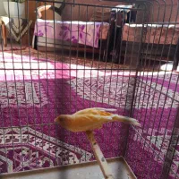 ماده پرتقالی اماده .جوجه رسمی ابلق دارچین دوماهه