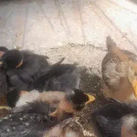 تخم مرغ نطفه دار
