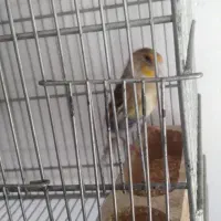 سهره قناری مست مست|پرنده|شیراز, شیخ علی چوپان|دیوار