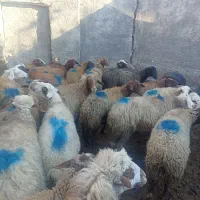 گوسفند آبستن