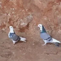 کبوتر|پرنده|گیلان غرب, |دیوار