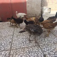 جوجه محلی|حیوانات مزرعه|خمک, |دیوار